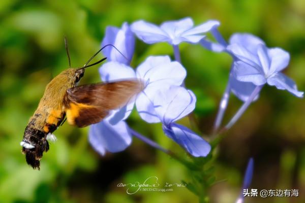 好運氣，我看到了蜂鳥