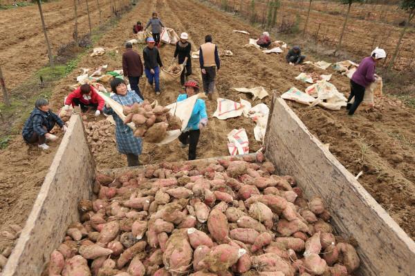 紅薯上“看不見的害蟲”，最長可存活5年，腐爛莖線蟲咋防治？