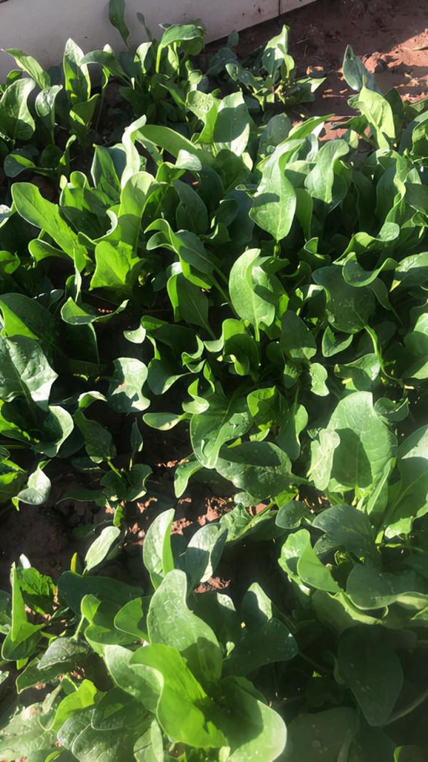 5個菜根頭別扔，插土裡就能活，一個月就能長成小菜園