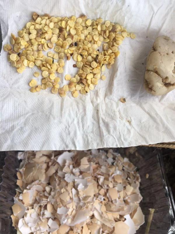 ONELiving 一活生態陽臺可持續收菜收食物記錄 2021.10.31 ONELiving 一活生態陽臺可持續收菜收食物記錄 2021.10.31