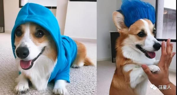 “有眉毛”的狗竟然這麼有魅力