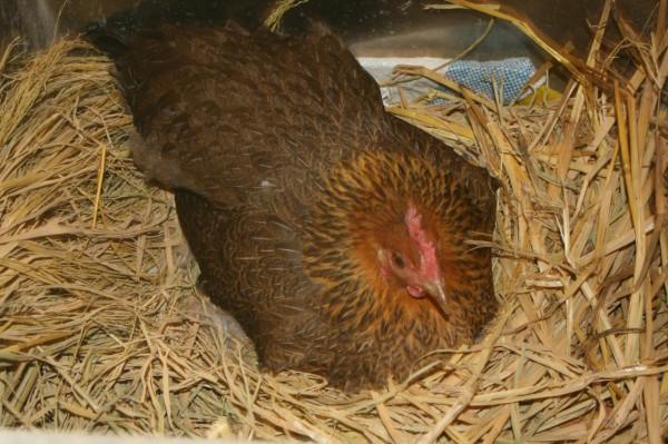 母乳餵養的媽媽,牢記幾個飲食原則,乳汁營養還能讓媽媽減肥瘦身 母乳餵養的媽媽,牢記幾個飲食原則,乳汁營養還能讓媽媽減肥瘦身