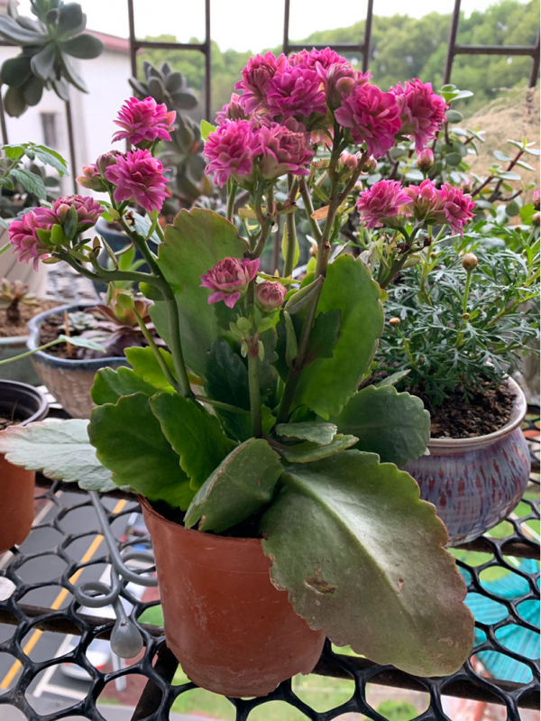 年底去花市，千萬要注意“避坑”，不然多花好多冤枉錢