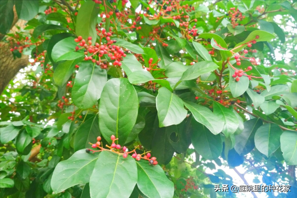 庭院裡不常見但非志怪的藤蔓植物