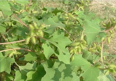 盆栽“蒼耳”不要亂入口,雖然是中藥材,請看完再使用 盆栽“蒼耳”不要亂入口,雖然是中藥材,請看完再使用