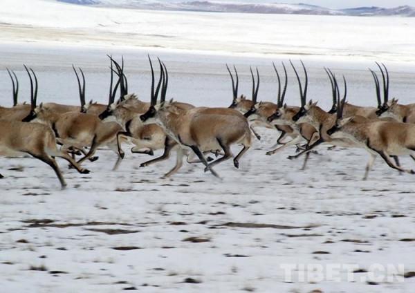留在心中的歌：讓藏羚羊永遠像風兒一樣自由奔跑