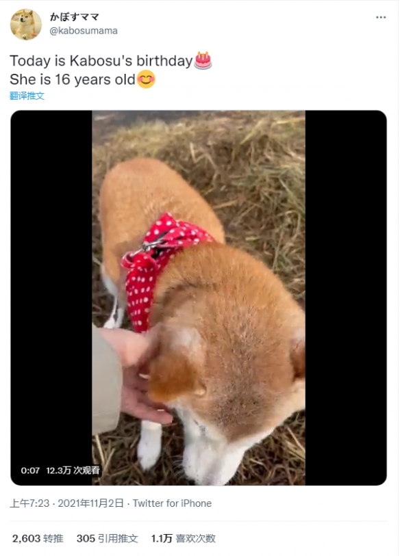 神煩柴犬Doge表情包狗狗16歲生日 主人拍影片慶生 神煩柴犬Doge表情包狗狗16歲生日 主人拍影片慶生