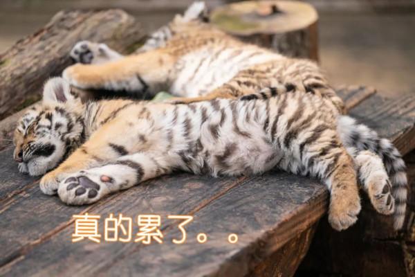 雲南這組&OpenCurlyDoubleQuote;萌&rdquo;虎表情包，快轉發收藏