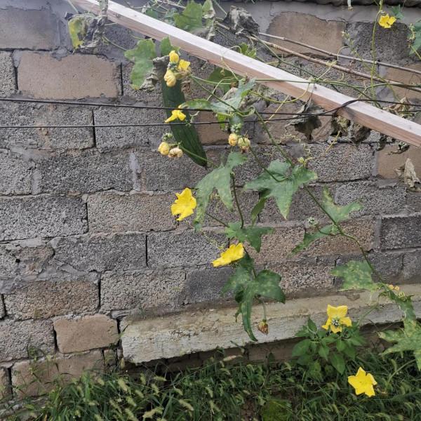 茄子花,豇豆花,爬豆花,豇豆花,還有田地裡的農作物和蝦蟹田 茄子花,豇豆花,爬豆花,豇豆花,還有田地裡的農作物和蝦蟹田