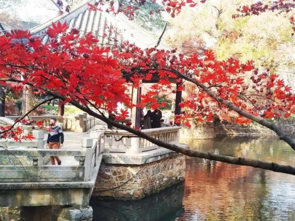 虞山公園看紅楓斑斕