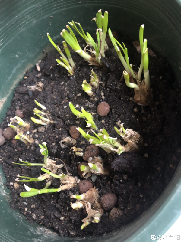 家裡的小陽臺別養花，幾個花盆種點菜，秋天就能吃