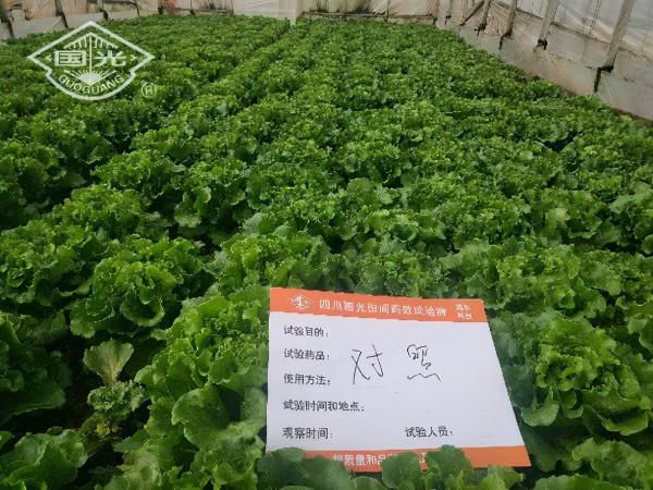 生菜配肥調,長得就是好 生菜配肥調,長得就是好