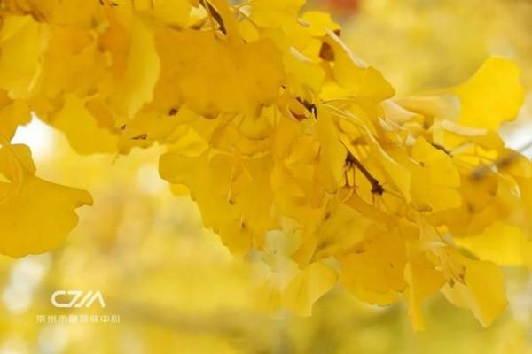 滿城銀杏黃！金燦燦的城區觀賞圖鑑來了