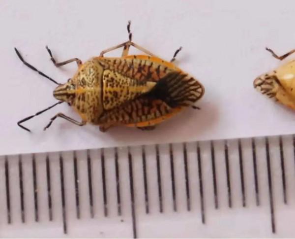 不可小看小小的臭屁蟲，受到襲擾時會噴出毒液或毒氣