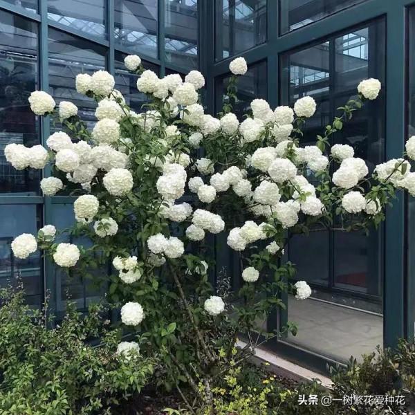 花比足球大的繡球，鬥球、麻球、歐繡球區別是什麼，選合適自家的