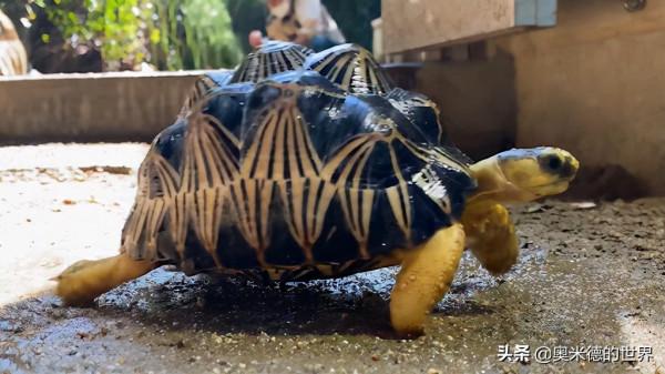 非洲唯一黃面板國家“馬達加斯加”的20個冷知識，你知道幾個？