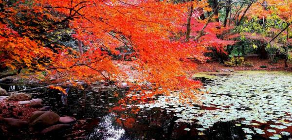 嘗秋正當時,錯過再等一年 嘗秋正當時,錯過再等一年