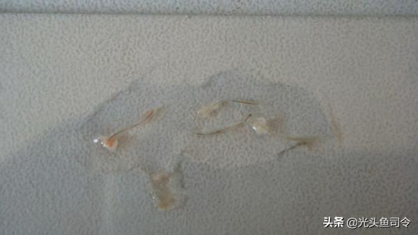 魚類身上常見的6種寄生蟲，5種容易發現，不要吃了後才知道