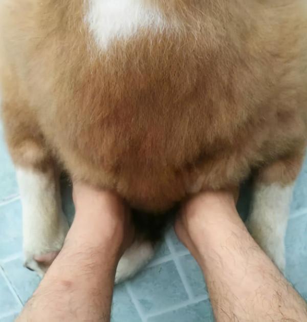 冬季適合養這幾種狗,抗凍又可以當暖手寶 冬季適合養這幾種狗,抗凍又可以當暖手寶