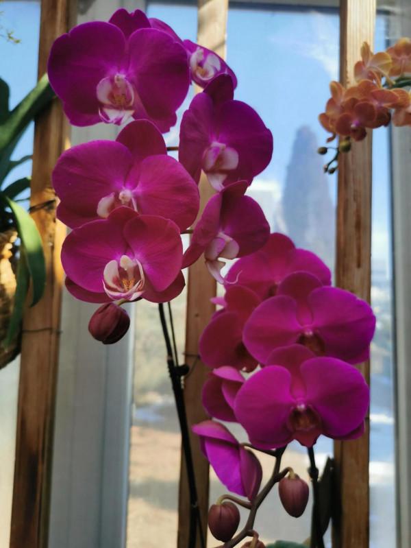 蝴蝶蘭花兒開，美好又可愛