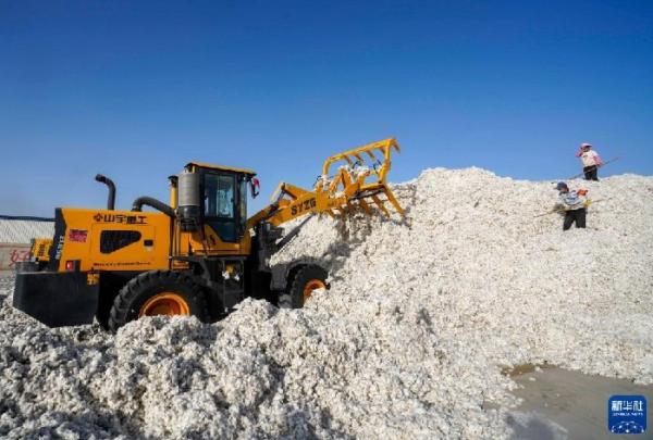 中國棉花史：抗蟲棉的培育