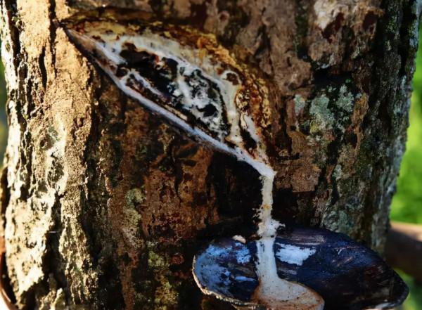 4種有毒的農作物,曾在我國廣泛種植,如今卻逐漸沒落了 4種有毒的農作物,曾在我國廣泛種植,如今卻逐漸沒落了