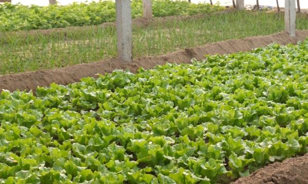 種植生菜，直播和育苗移栽有區別，選對了，產量才能提高