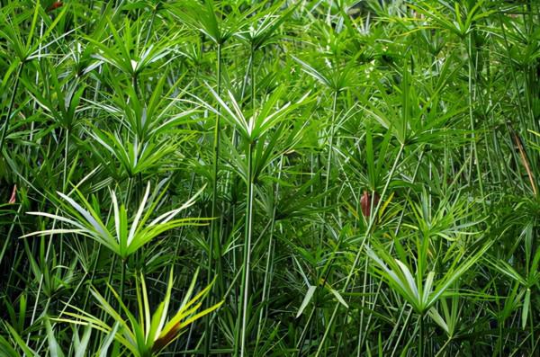 適用於切花及觀葉的植物風車草