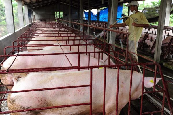 這幾種藥價格透明,好用不貴,用好能解決豬場“大問題” 這幾種藥價格透明,好用不貴,用好能解決豬場“大問題”