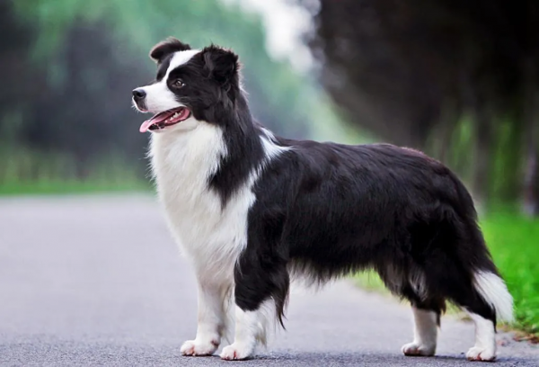 當心!你的狗可能遠比你以為的懂事 當心!你的狗可能遠比你以為的懂事