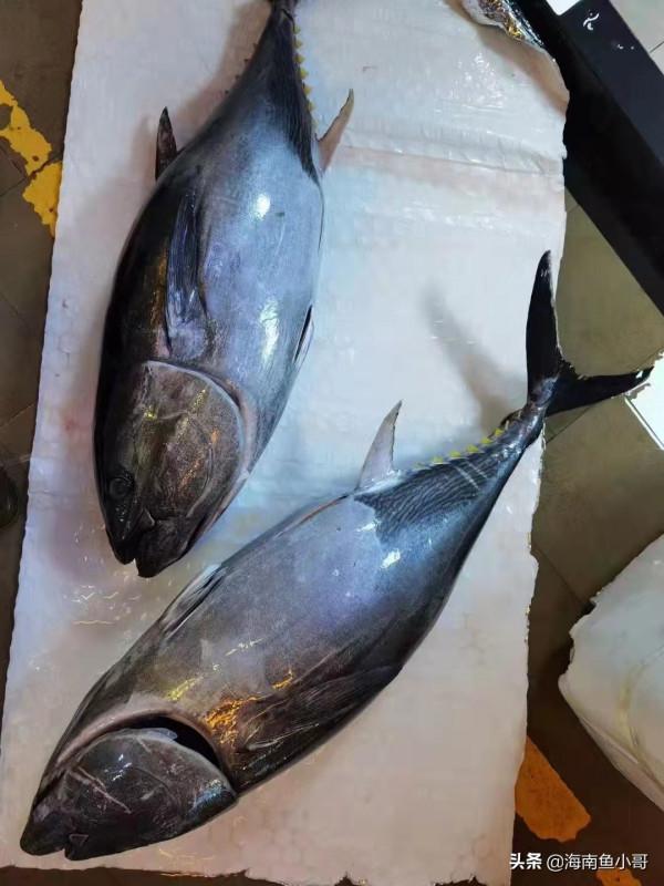 金槍魚你吃過嗎？海南魚小哥給您介紹