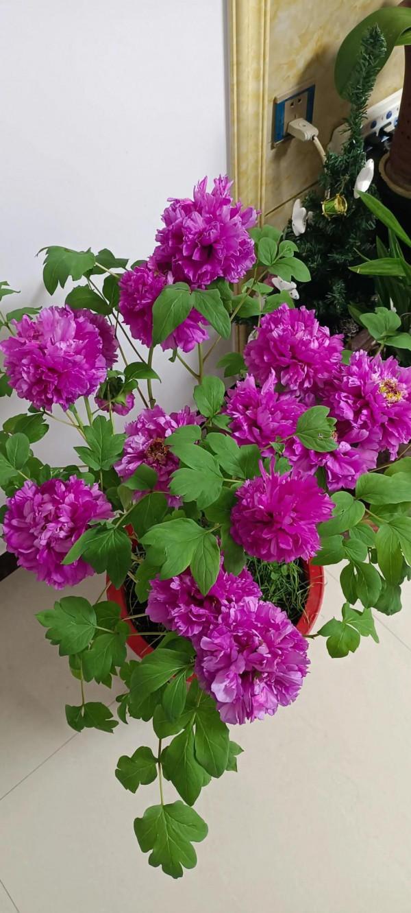 要讓牡丹花春節盛開，其培育催花管控過程注意事項