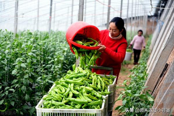 幾種常見性蔬菜的施肥時期與施肥方案