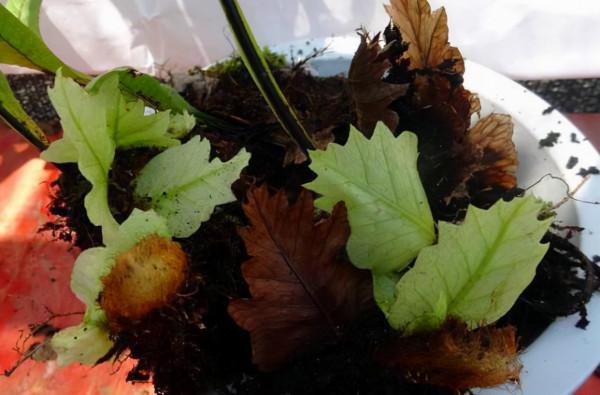 農村一種“爬巖姜”，以往樹上“成災長”，如今知其珍貴卻少見了