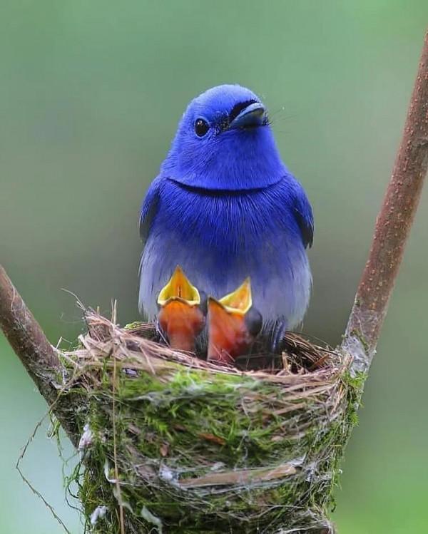 分享——最珍貴罕見的鳥