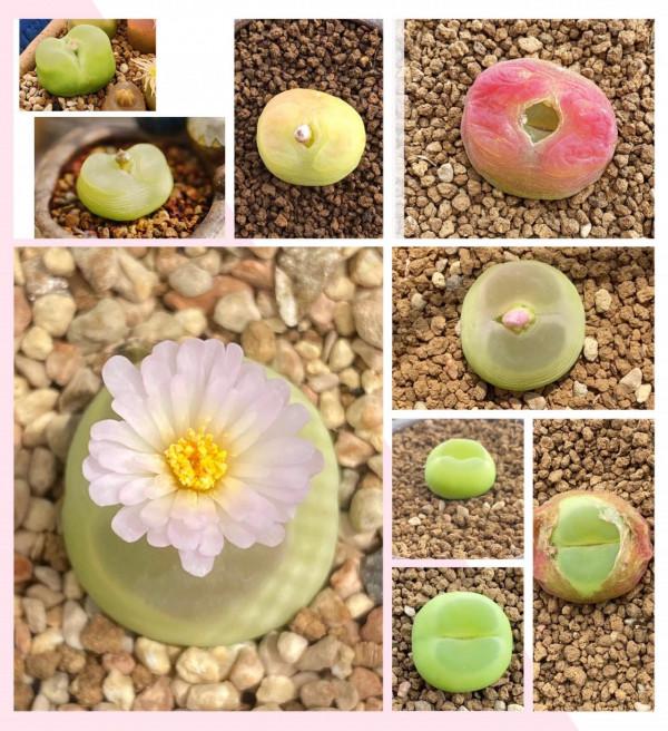 一個植物愛好者的深秋～多肉篇