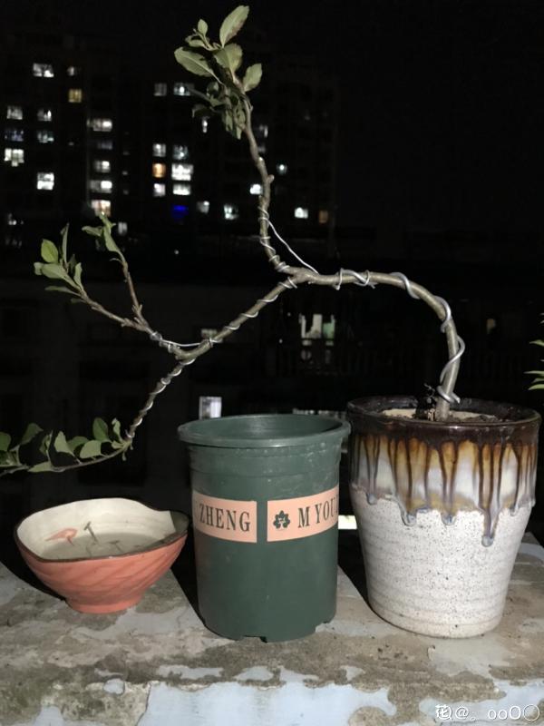 1棵蘋果樹,學會這6步,變成“高階”盆景 1棵蘋果樹,學會這6步,變成“高階”盆景