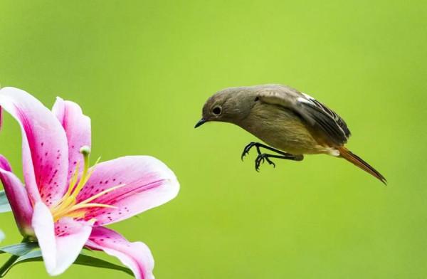 分享圖片——鳥戀花 兒