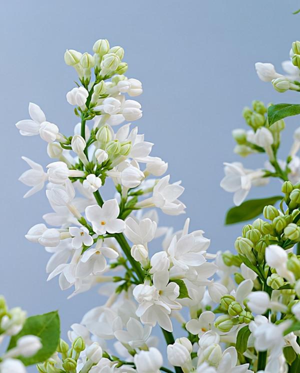 秋天常見的60種花，最全花卉圖譜，收藏起來慢慢看