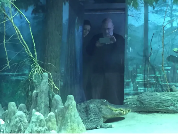 希特勒的“寵物鱷魚”去哪了？