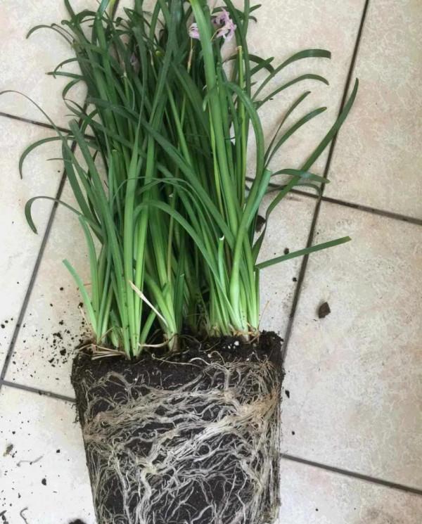 秋天，記得給這五種花翻翻盆，嗖嗖長葉開花，收穫巨大