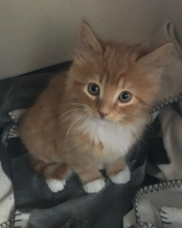 出生不幸的小橘貓，愛上了戶外旅行，擺脫了十橘九胖的魔咒