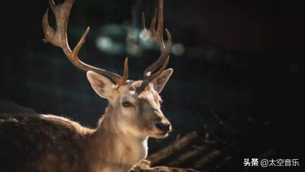 奇聞奇事：萬物皆有靈，來自動物的報恩更感人，看完值得深思