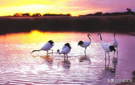 鶴舞向海之探幽&mdash;&mdash;你知道為何鶴舞向海嗎？