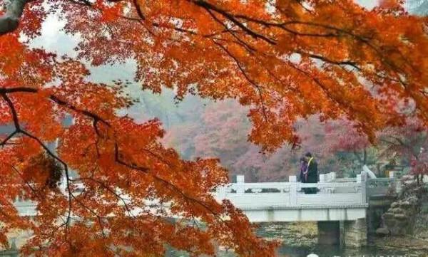 虞山公園看紅楓斑斕