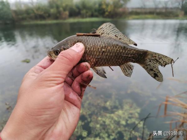 如何判斷窩子裡有沒有魚？這幾個方法一定要學會