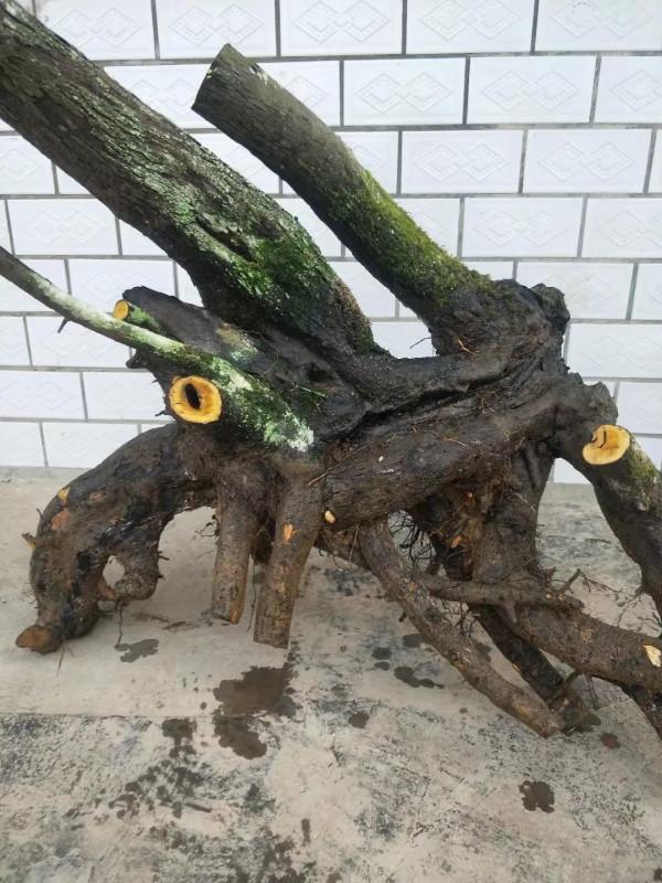 金彈子的摘種方法