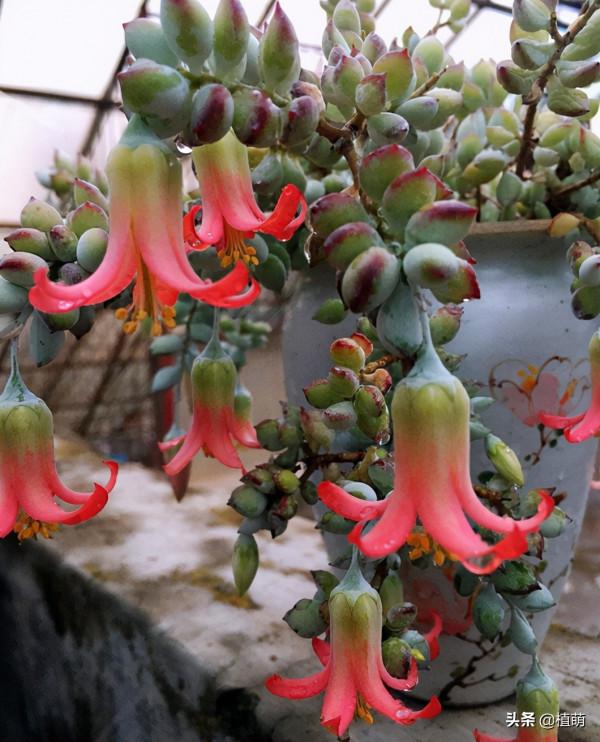 沒養達摩福娘，不知道達摩福娘如此美，養了卻愛不釋手