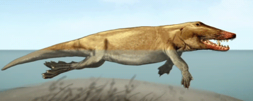 鯨魚沒有手，為什麼長著人手一樣的骨骼？這得從鯨魚的進化史說起