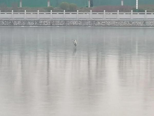 冰封的河面上飛來一隻鳥